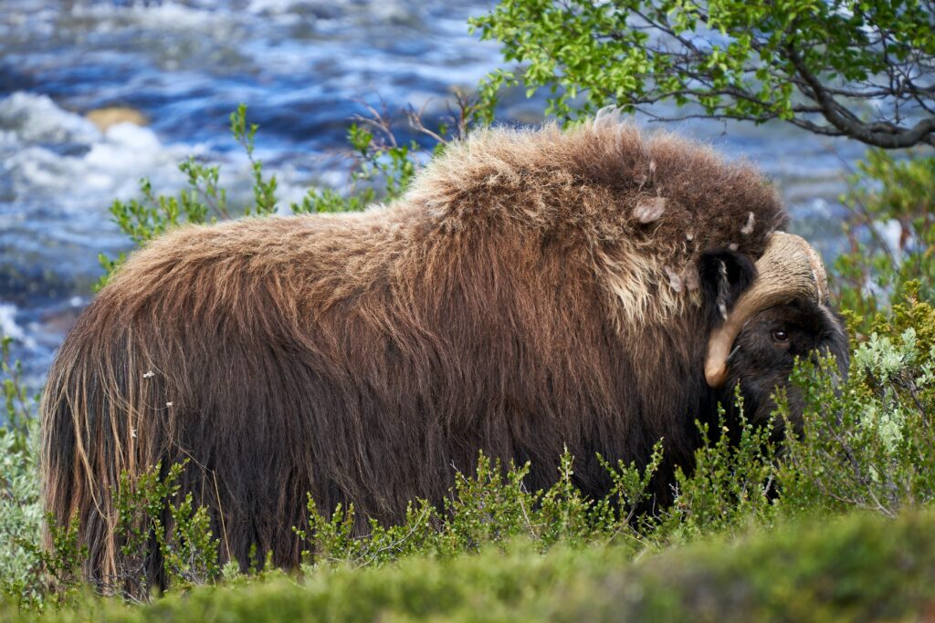 The Musk Ox Exploring The Majestic Survivor Of The Arctic Tundra Wild Lifes Hub